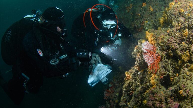 Mediterranean Red Coral Trafficking: What the Skopelos Arrest Reveals About a Plundered Ecosystem